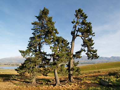 Image of trees, Lake Opuha, South Island, New Zealand