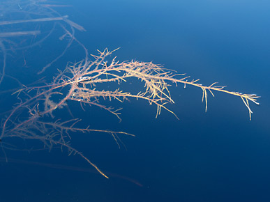 Image of some weed, Lake Matheson, South Island