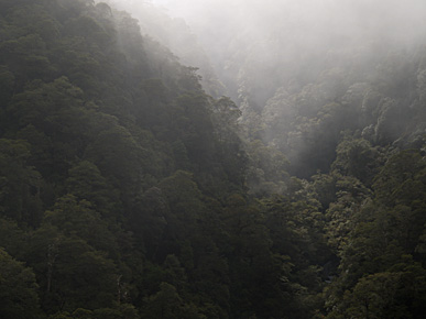 Image of Haast Pass, South Island, New Zealand