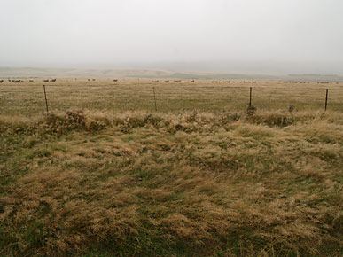 Image of a paddock, Central Otago, South Island, New Zealand