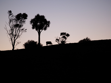 Image of a ridge in silhouette, Omori, North Island, New Zealand